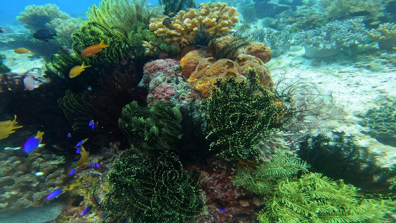 Mobirise Website Builder